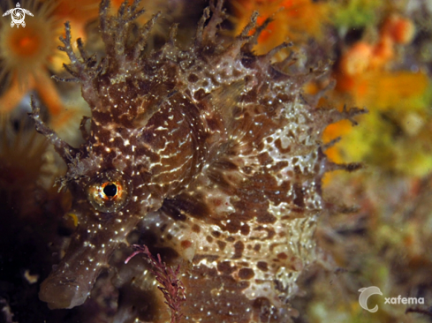 A underwater creature