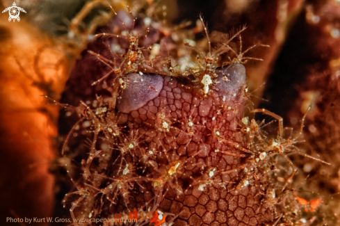 A Skeleton shrimp's