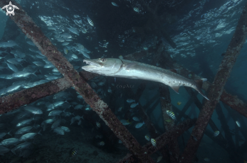 A baracuda 