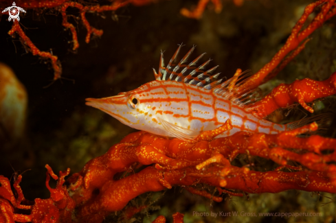 A Hawkfish