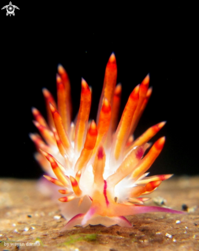 A Flabellina rubrolineata 