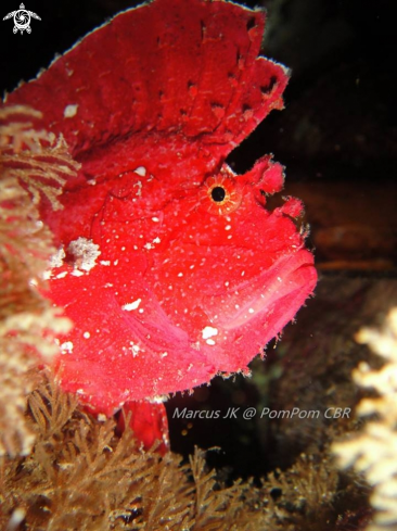 A Leaf Fish