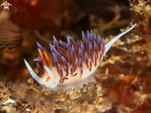 A Nudibranch