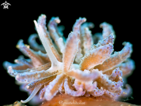 A Phyllodesmium crypticum | Nudibranch