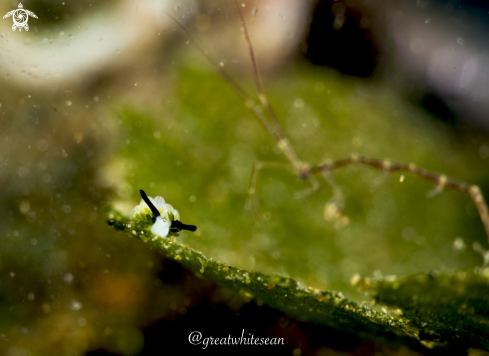 A Costasiella kuroshimae | Nudibranch and skeleton shrimp