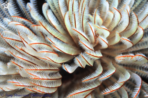 A Feather-duster worm