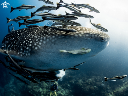 A Whale Shark