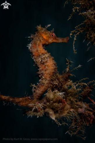 A Mollucan Seahorse