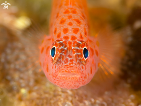 A SPOTTED GOBY