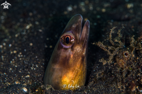 A Snake eel