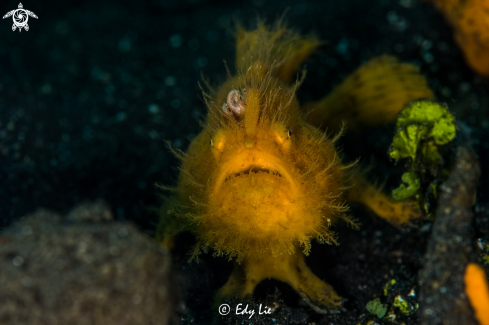 A Hairy Frog Fish