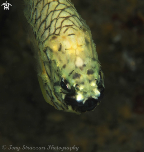 A Pineapple fish