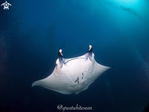 A Manta Ray