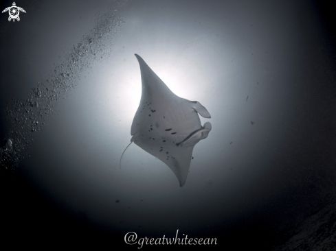 A Manta Alfredi | Manta Ray