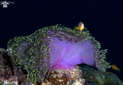 A Anemone fish