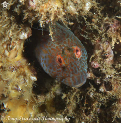 A Horned blenny