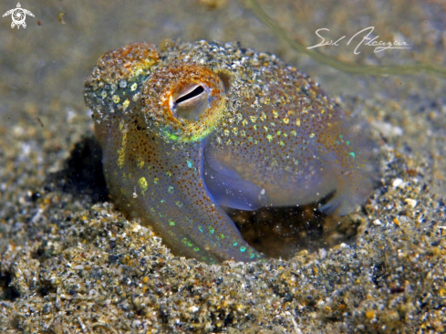 A Bobtail squid