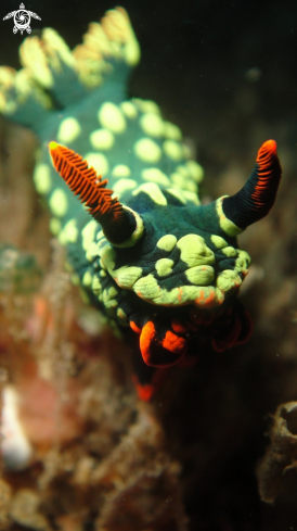 A Nembrotha Kubaryana | NudiBrunch