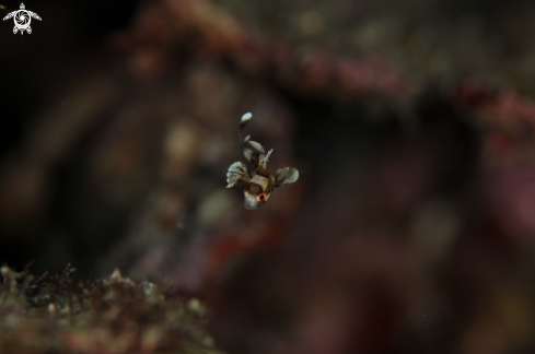 A Plectorhinchus chaetodonoides  | Juvenile Sweet Lips