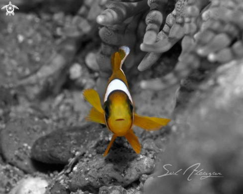 A Anemone fish