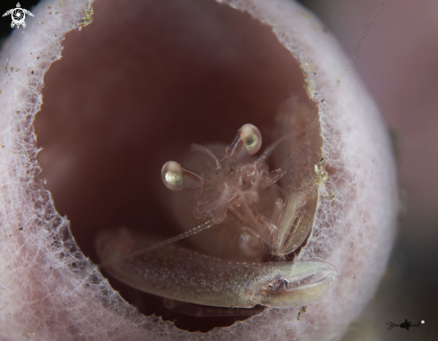 A tunacate Shrimp