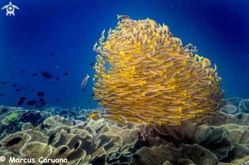 A Fish School