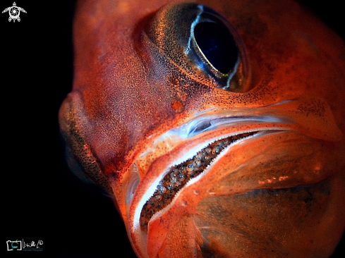 A Apogon Imberbis,male with eggs | Re di triglie