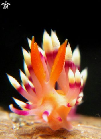 A Flabellina expotata 