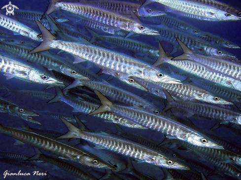 A Barracuda