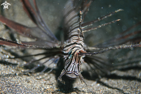 A Lion Fish