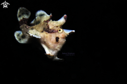 A Frogfish