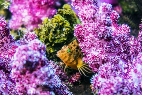 A Yellow hawkfish