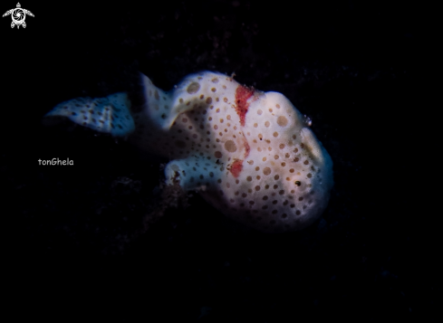 A Juv. Frog fish 