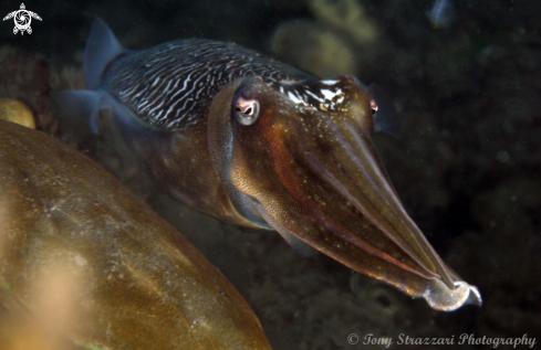 A Mourning Cuttle