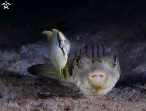 A Arothron manilensis & Carangoides coeruleopinnatus | Puffer fish & Coastal trevally fish