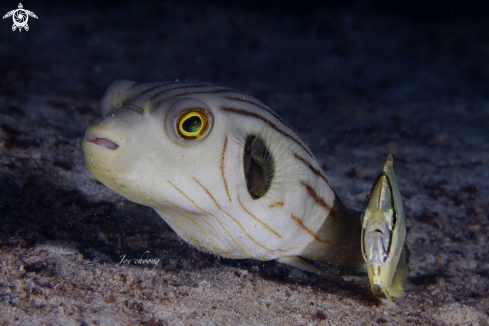 A Arothron manilensis & Carangoides coeruleopinnatus | Puffer fish & Coastal trevally fish