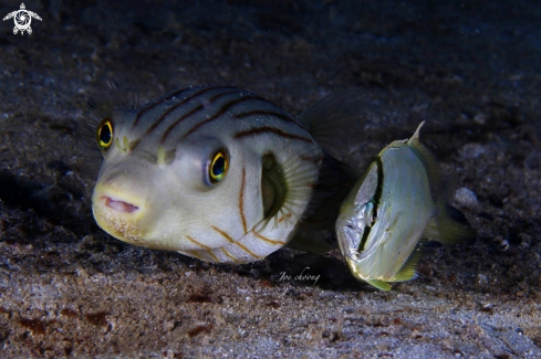 A Puffer fish & Coastal trevally fish