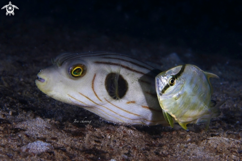 A Arothron manilensis & Carangoides coeruleopinnatus | Puffer fish & Coastal trevally fish