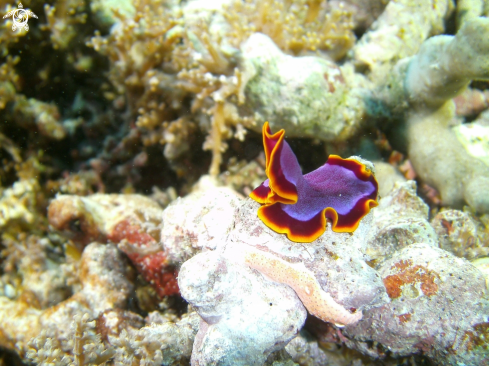 A Platyhelminthes Flatworm | Flatworm