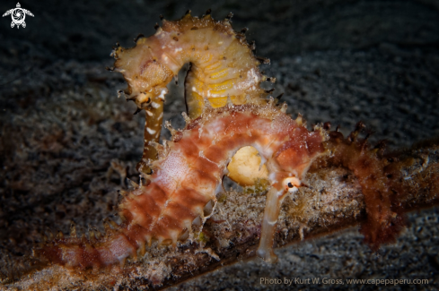 A Sea horse