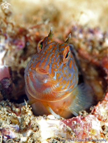 A Horned blenny