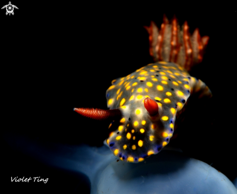 Nudibranch