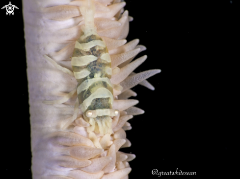 A Whip coral shrimp