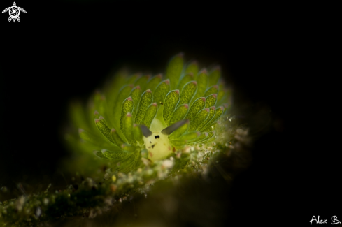 A Nudibranch