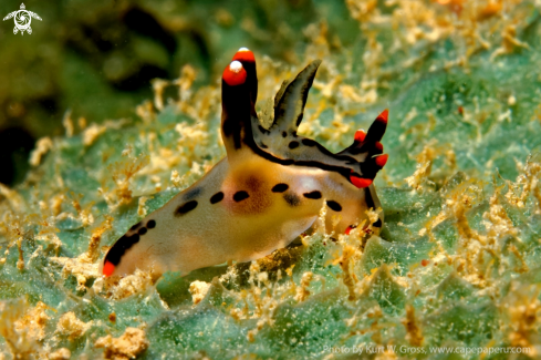 A Nudibranche