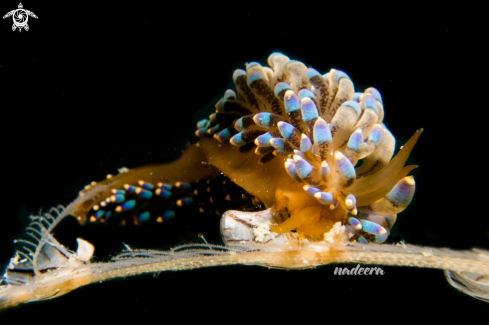 A Nudibranch