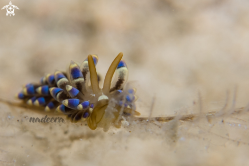 A Nudibranch