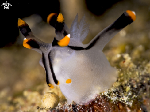 A Thecacera picta | Nudibranch