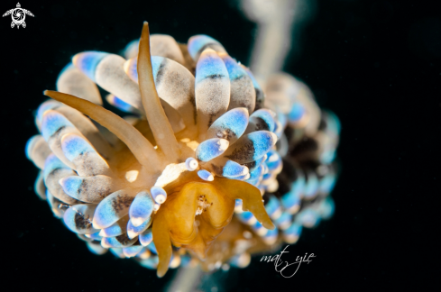 A Cuthona sp. | Nudibranch