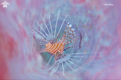 A Lion fish